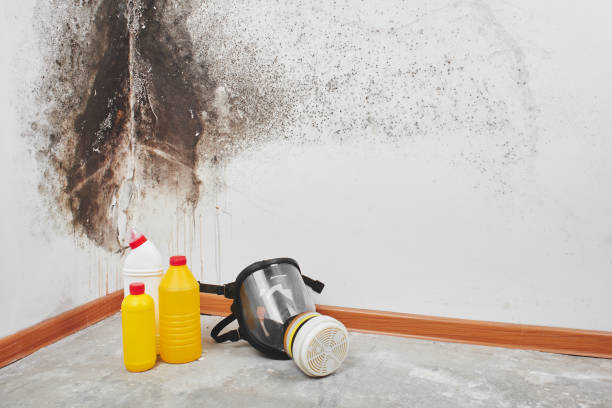 Best White Mold Remediation in Marion, KS