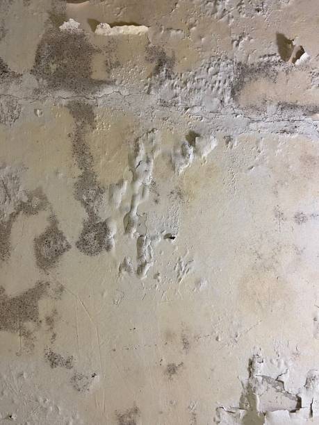Best Mold Testing and Inspection Services in Marion, KS