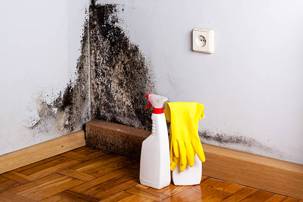 Best Localized Mold Remediation (e.g., coastal areas, humid climates) in Marion, KS