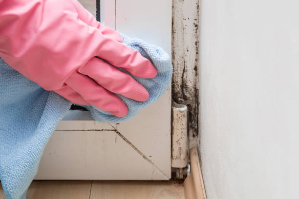 Best Emergency Mold Remediation in Marion, KS